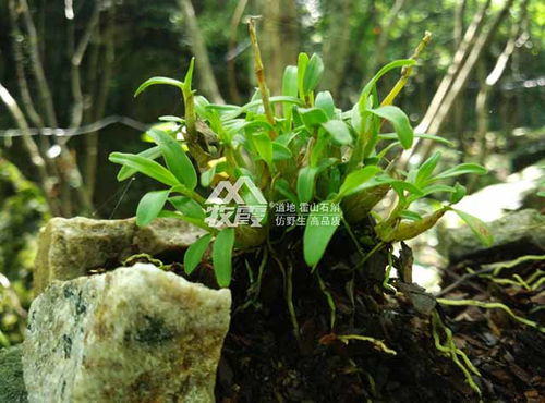 揭秘三角霸王鞭与龙骨的显著差异，农业种植必知！