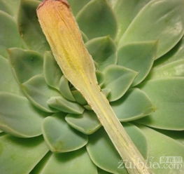 保持适宜的湿度，别让转运竹干枯