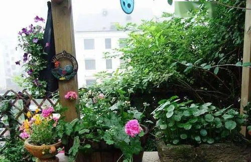 永州刘姐的绝招：红陶盆种薄荷， 生长速度快三倍