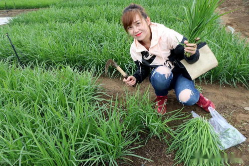 韭菜不开花后来啊的秘密武器