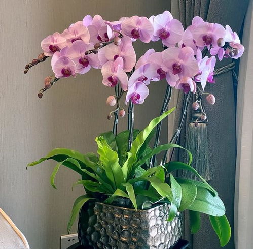 蝴蝶兰夏季怎样养护才能避免叶片发黄和花朵凋谢
