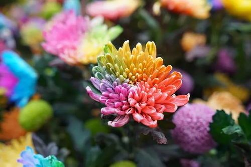 贡菊花：宫廷贡品