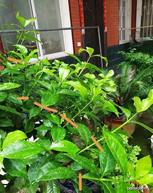 修剪前的准备工作