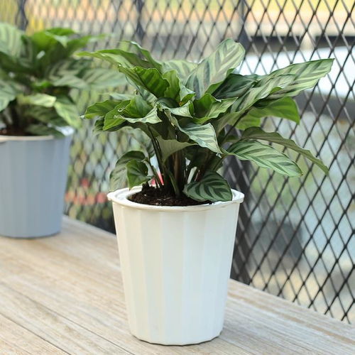 大型盆栽植物是指栽种在盆中，体积较大