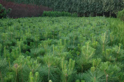 进口种子，真的那么好吗？