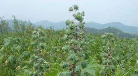 园艺市场的小秘密