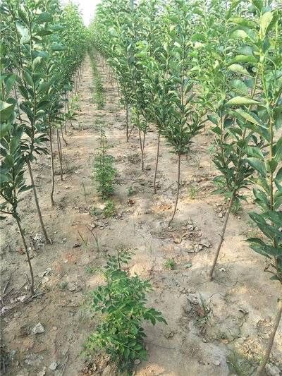 栽种方法与水分管理