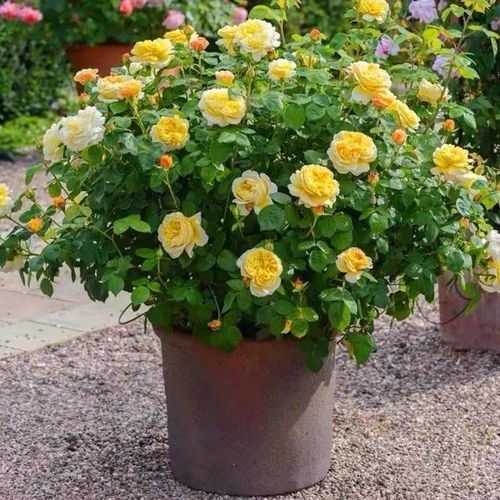 光照充足， 月季的花开满枝