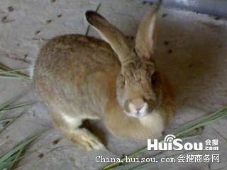 肉兔能否食用猪饲料，垂耳兔与肉兔能否杂交配仔？