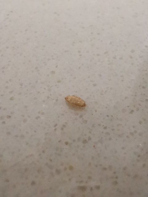 卵灭虫剂大揭秘