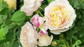 五、 三层立体种法，四季有花堪