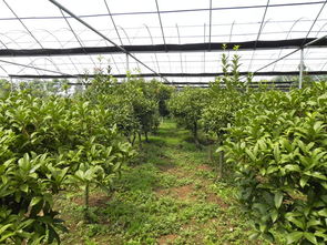 2. 平邑县绿果苗木有限公司