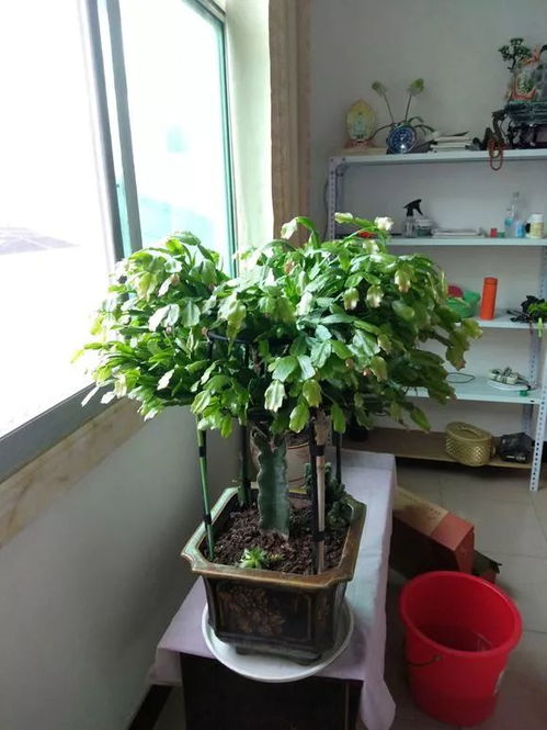 熊童子四季浇水秘诀：春夏多浇，秋冬控水，轻松养爆！