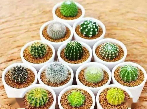 仙人球种植宜选用透气性好、排水性佳的沙质土壤