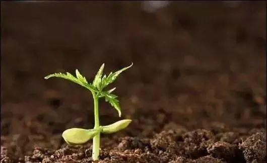 直接埋土里咋弄？