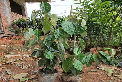 箬叶：古老植物