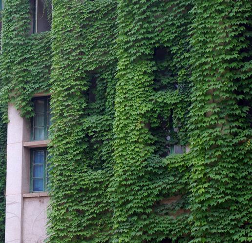 爬山虎的神奇，你了解多少？