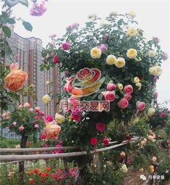 月季老桩：老树新花， 魅力无穷