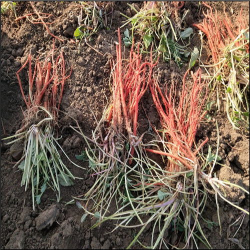 丹参春天的温度与地域条件