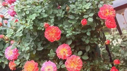 6、 微型月季树：适宜盆栽，家居装饰佳品