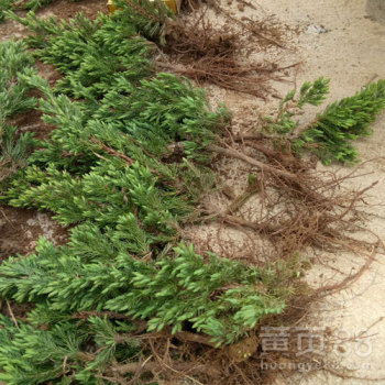 柏树的价格， 不仅仅是金钱的衡量