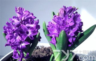 风信子：色彩的密码， 情感的流露