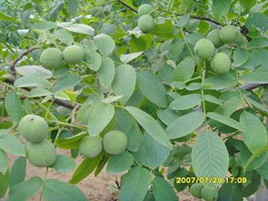 阿维甲氰：综合评估