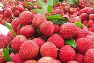 食荔枝与问刘十九