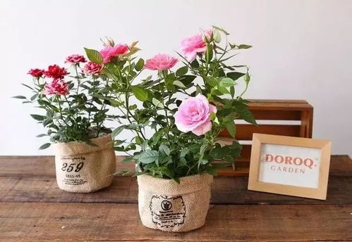 玫瑰花喜欢温暖的环境