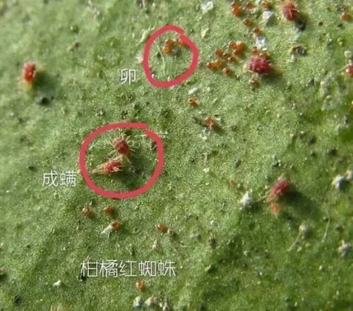 治疗要耐心， 吸浆虫可不是一下就Neng搞定的