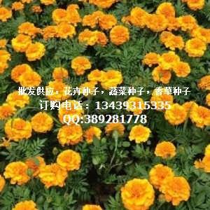 孔雀草种子揭秘：小黑点里的大学问