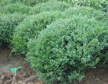 龟甲冬青干枯掉叶，咋整啊？