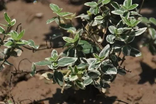 彩叶女贞，美得有点意思