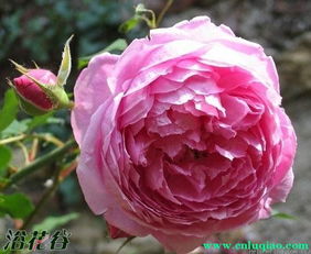 艾伦蒂施马奇月季的花期揭秘