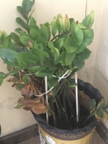 室内植物枯萎了是浇水过多还是施肥不当