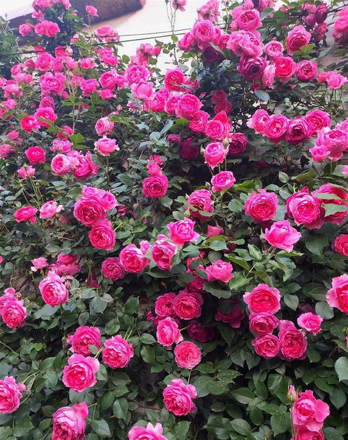 了解卢尔德百年庆典月季