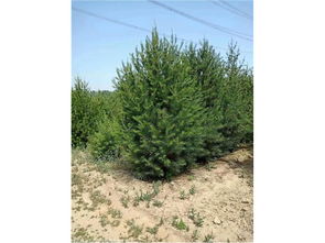 白皮松的耐寒温度是多少呢？