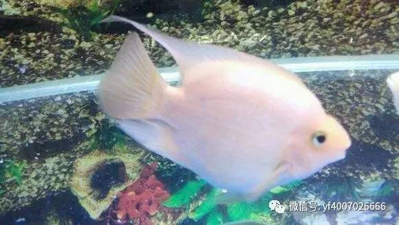 清道夫鱼天敌是鹦鹉鱼，鹦鹉鱼捕食清道夫鱼