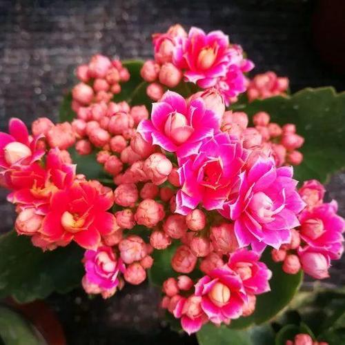 紫色花，那是个啥花呀？