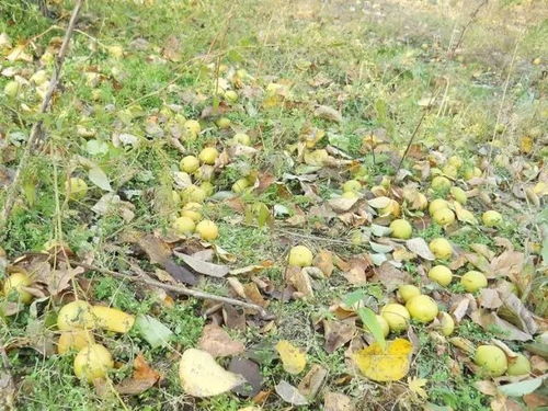 果树， 也需要保护