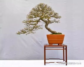 桩头植物盆景是利用桩头植物制作的艺术盆景