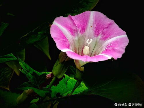 牵牛花像喇叭吗？带你看看这美丽的花儿