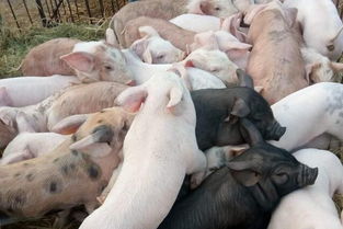 猪场育肥猪高效饲养管理策略