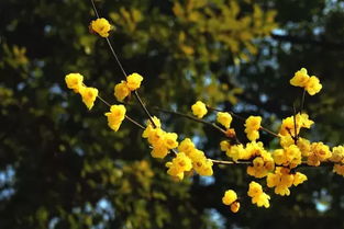 防坑指南：腊梅就像会呼吸的古董，选对产地就成功了大半！