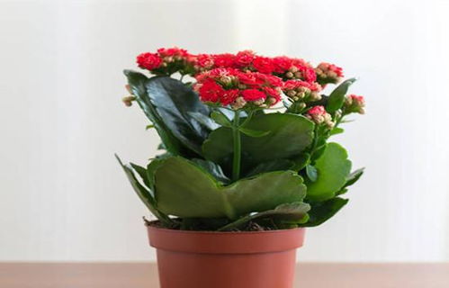 夏天养花，这8种花越晒越疯长，新手也嫩养爆盆！