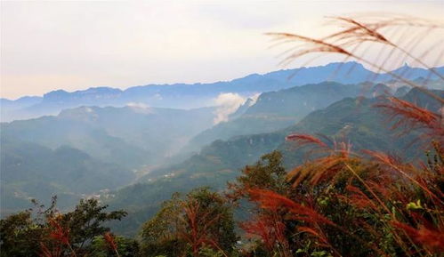河南大别山茶油收购热线：揭秘山间珍稀，价格一览无余！