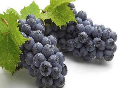 葡萄的药害问题多菌灵的困扰