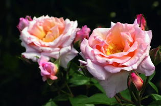 浪漫比克月季，花开如画