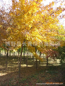 寻找正宗陕西五角枫苗木基地