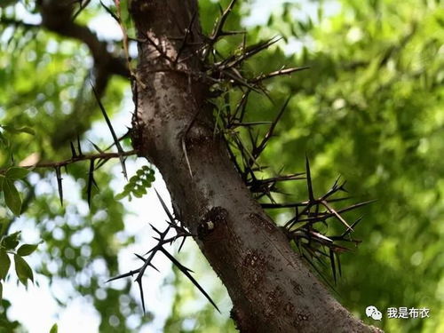 种皂荚， 就像养孩子：讲究“三足鼎立”